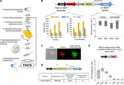 QM/MM Description of Newly Selected Catalytic Bioscavengers Against Organophosphorus Compounds Revealed Reactivation Stimulus Mediated by Histidine Residue in the Acyl-Binding Loop